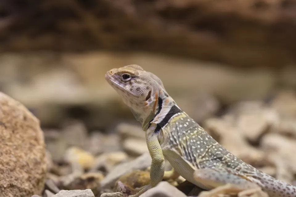 Lizard